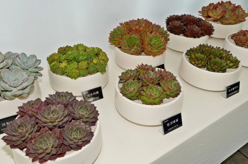선인장&다육식물展