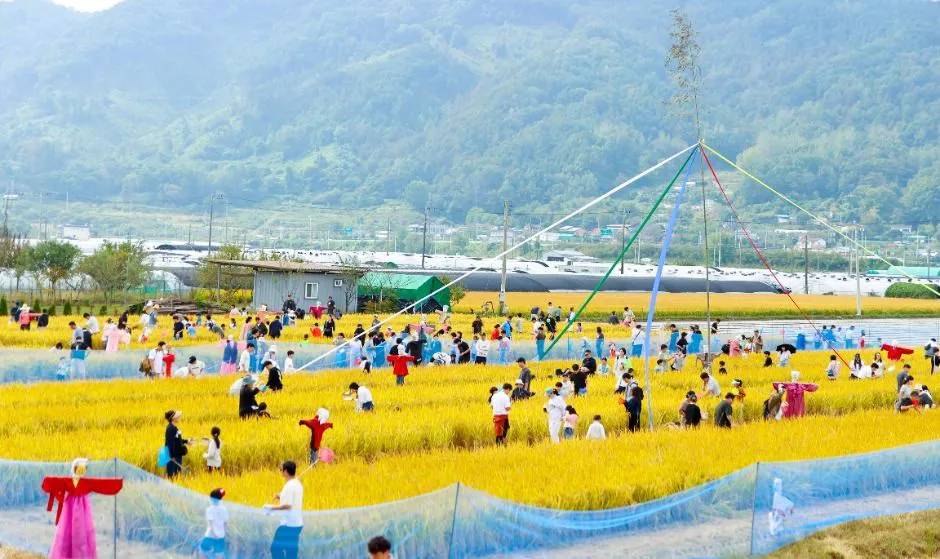 성주가야산황금들녘메뚜기축제 총정리: 프로그램, 위치, 방문 팁까지